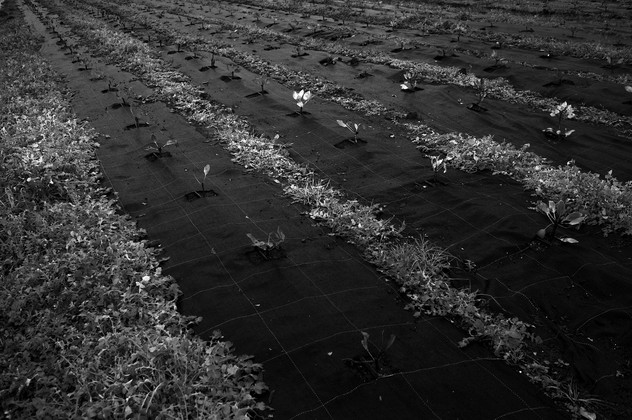 BW_Photo