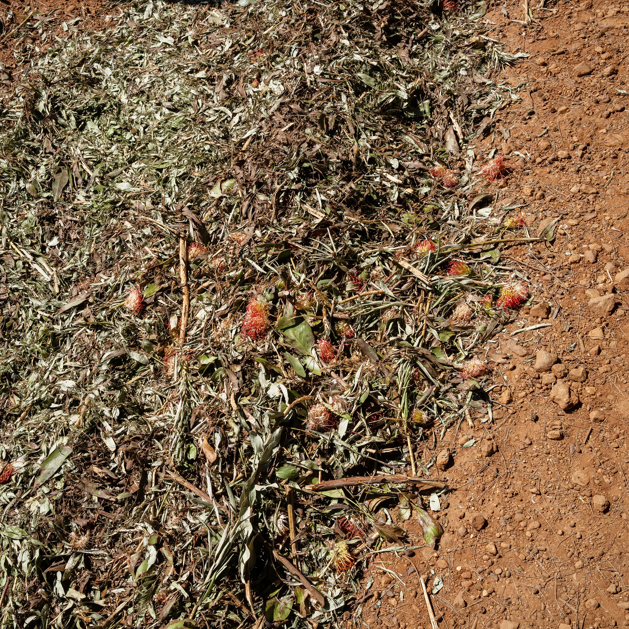 Colour_Photo