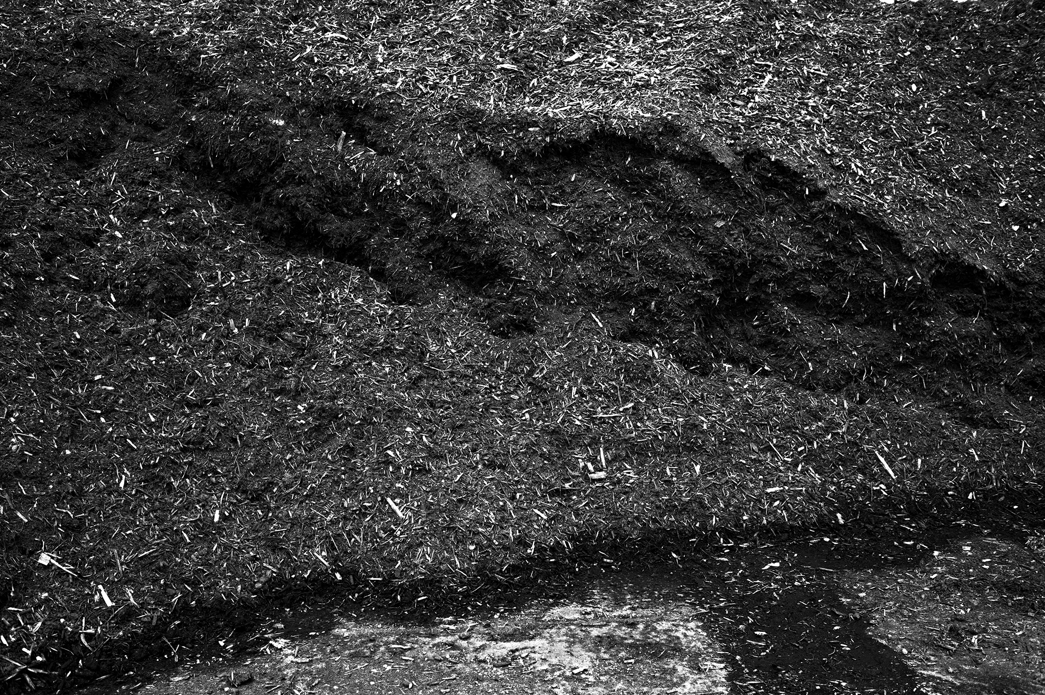 BW_Photo