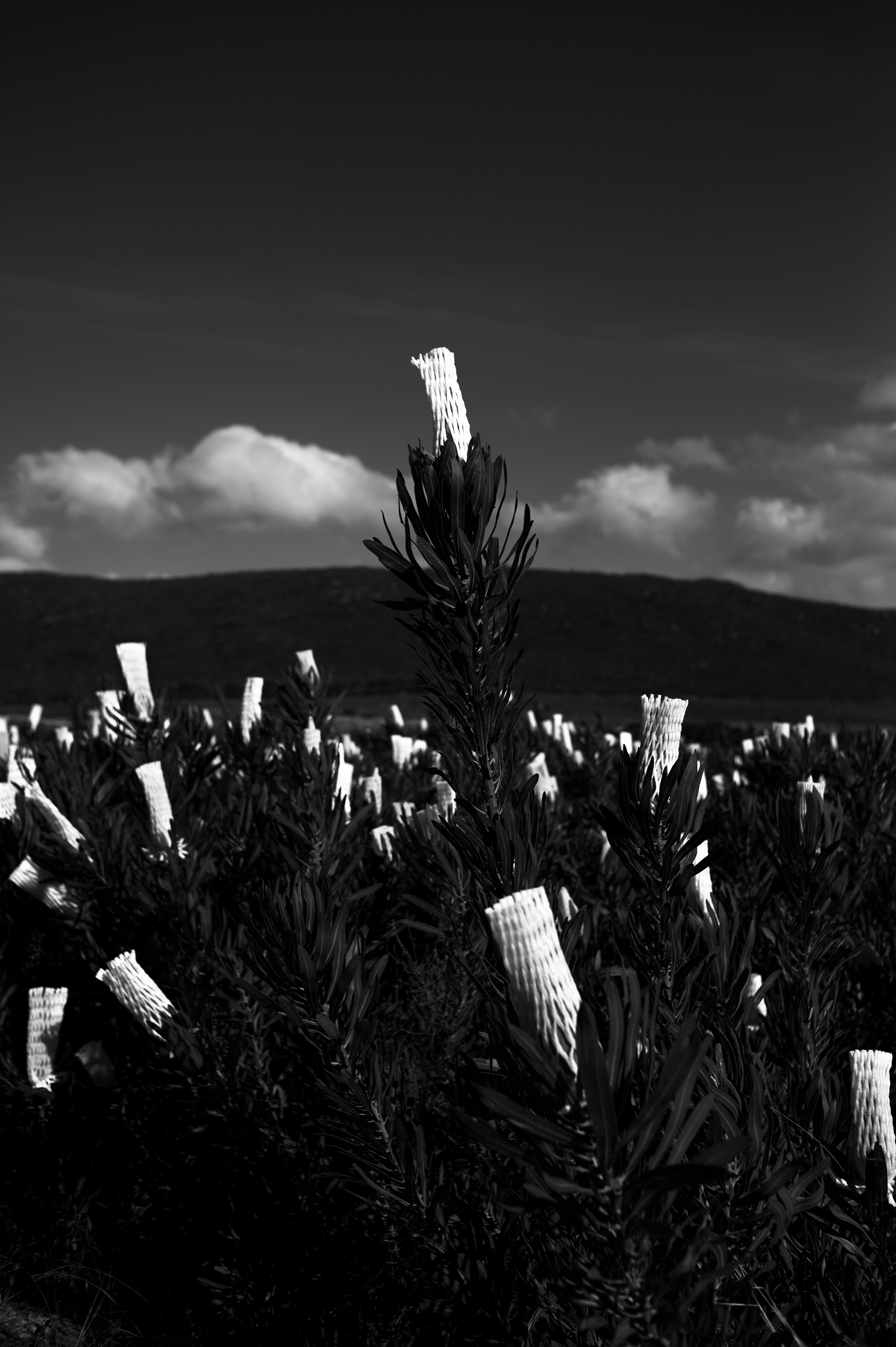 BW_Photo