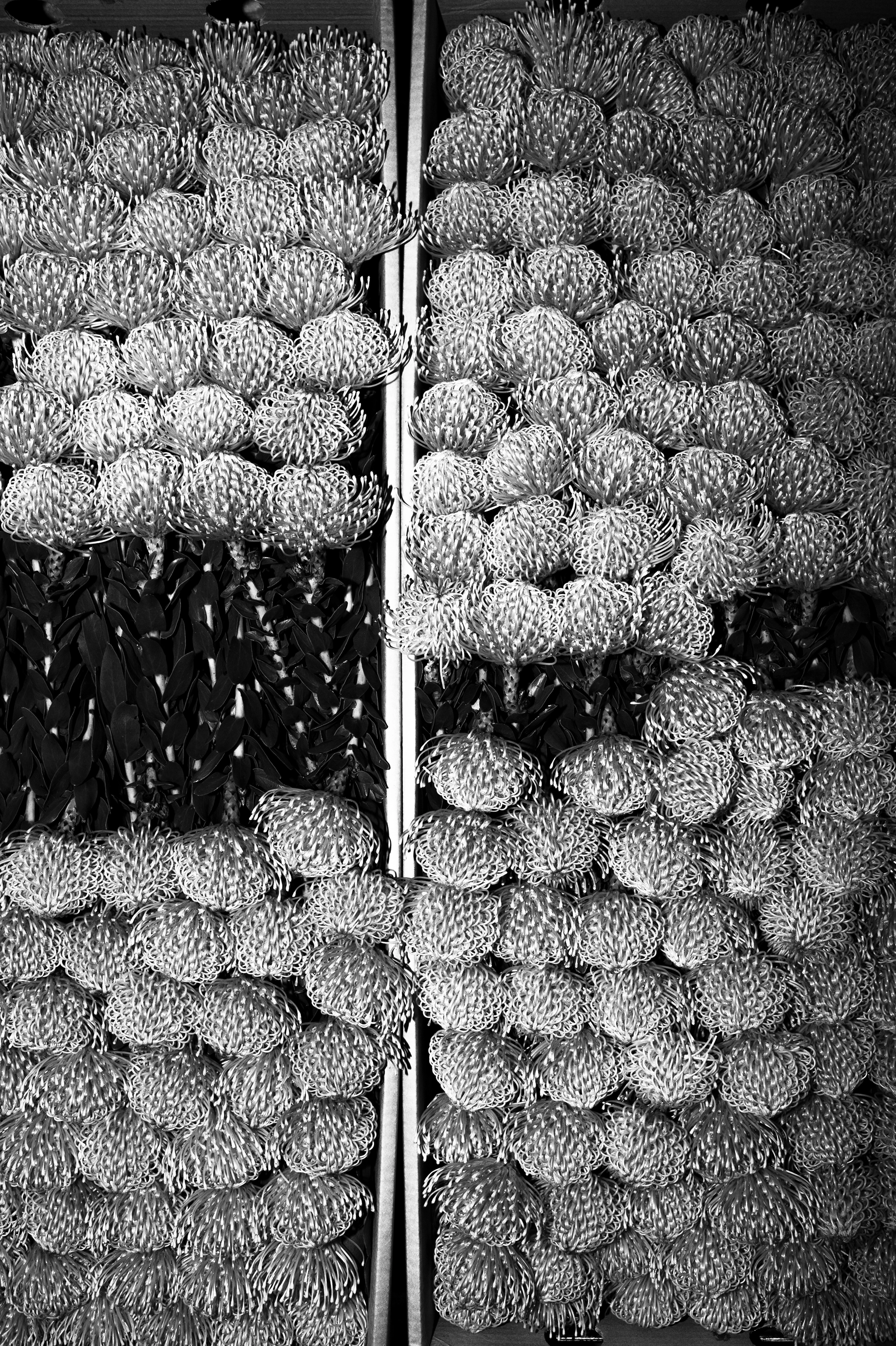 BW_Photo