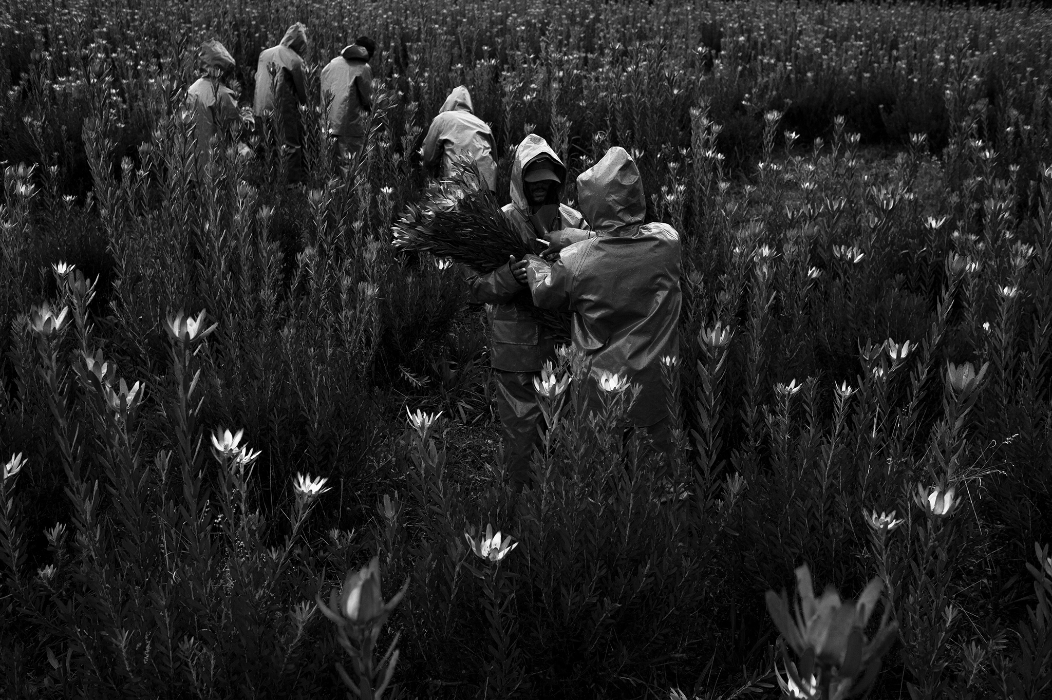 BW_Photo